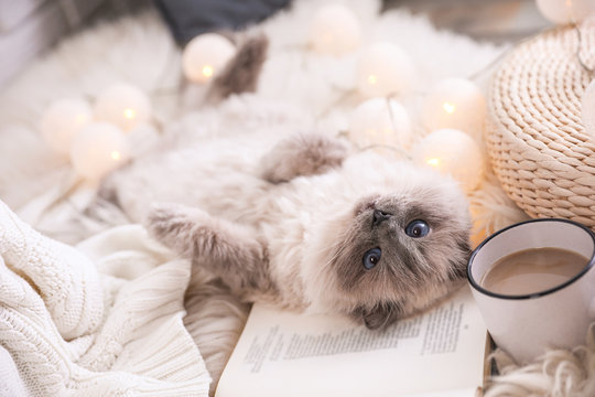 Birman cat, cup of drink and book on rug at home. Cute pet
