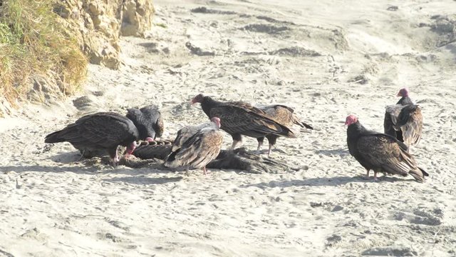 HD Video many turkey vulture consuming baby elephant seal, which died after being crushed by a bull elephant seal. The turkey vulture is a scavenger and feeds almost exclusively on carrion.