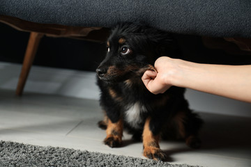 Woman hurting dog at home, closeup. Domestic violence against pets