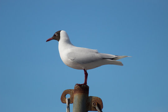gaviota cahuil 