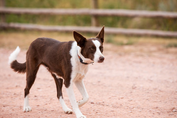 Border Collie