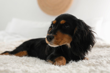 Cute dog relaxing on fluffy rug at home. Friendly pet