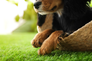 Naklejka premium Cute dog relaxing in wicker basket on green grass outdoors, closeup. Friendly pet