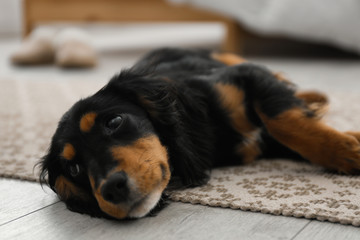 Cute dog relaxing on rug at home, closeup. Friendly pet