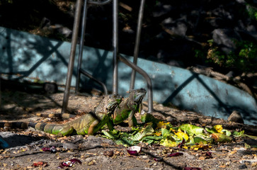 Pair of green iguanas sitting together on the ground having a meal. Puerto Vallarta, Jalisco, Mexico