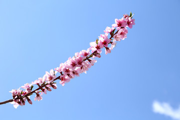 桃の花