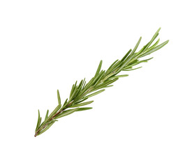 Fototapeta premium Fresh green rosemary isolated on white. Aromatic herb