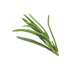 Fresh green rosemary isolated on white. Aromatic herb