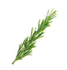 Fresh green rosemary isolated on white. Aromatic herb