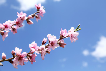 桃の花
