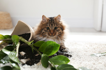 Cat near overturned houseplant on light carpet at home - obrazy, fototapety, plakaty
