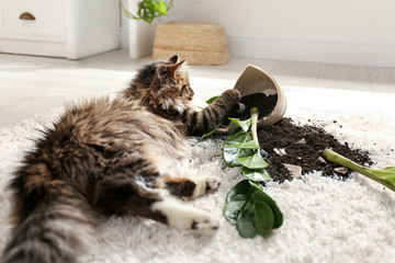 Cat near overturned houseplant on light carpet at home