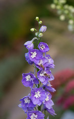 honey bees collecting pollen on purple larkspur (delphinium) blossom; save the bees environmental...
