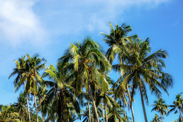 Fototapeta na wymiar Coconut tree with sky background.