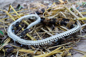 The dead snake carcasses are decomposed, leaving only the ribs.