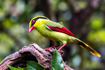 Yellow-breasted Magpie