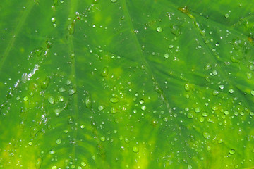 hoja grande mojada por la lluvia