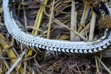 The dead snake carcasses are decomposed, leaving only the ribs.