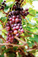 Red grapes on tree in vineyard.