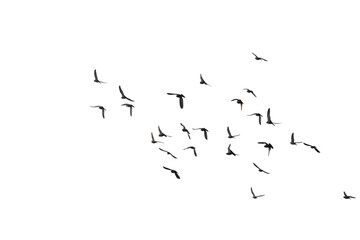 Flocks of flying pigeons isolated on white background. Clipping path.