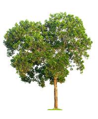 Fototapeta premium Isolated green tree on white background with clipping path.