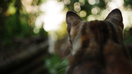 chat qui surveille de dos 