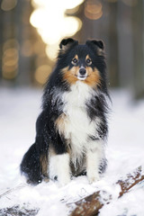 Obedient tricolor Sheltie dog sitting outdoors on a snow on sunset in winter forest