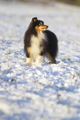 Adorable fluffy tricolor Sheltie dog standing on a snow on sunset in winter