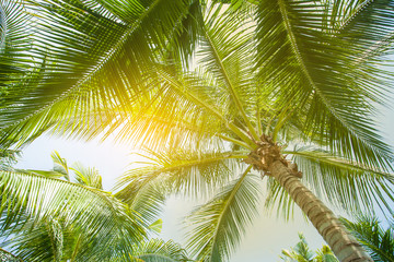 tropical palm leaf background, coconut palm trees perspective view