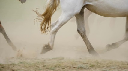 herd of horses in the mountains