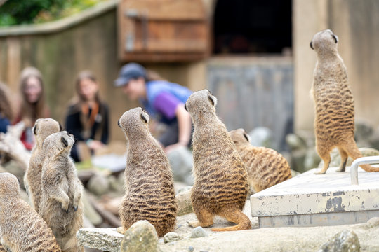 Curious Meerkats At The Zoo; Group Of Meerkats