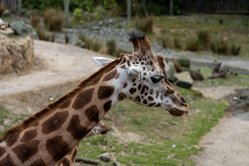 giraffe in the Zoo; giraffe eating grass