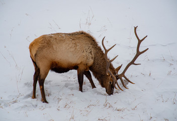 Bull Elk looking for food
