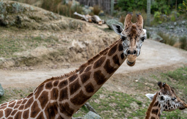 giraffe in the Zoo; giraffe eating grass