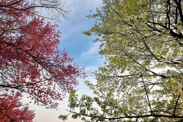 Pink and white Wild Himalayan Cherry with blue sky cloud background