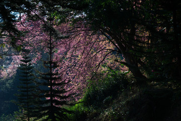Luscious pink branch of Wild Himalayan Cherry flower (view from shadow of its trunk)