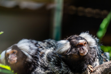 Portrait of a couple of Common Marmosets