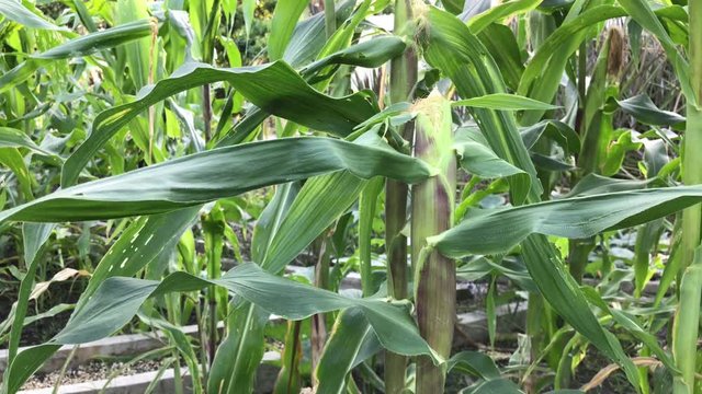 corn on the cob,selective focus picture of corn cob in organic corn field,Purple corn plants on an organic farm.