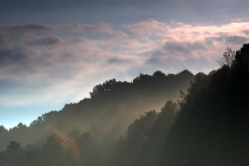 Light beam over a tree line silhouette (that is effected from skylight and sunlight) in a morning