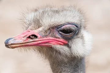 Fotobehang portrait of an ostrich © Ethan