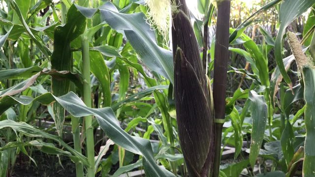 corn on the cob,selective focus picture of corn cob in organic corn field,Purple corn plants on an organic farm.