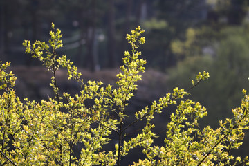sprout of flower on the outdoor