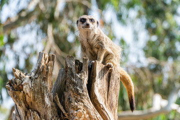 meerkat on guard