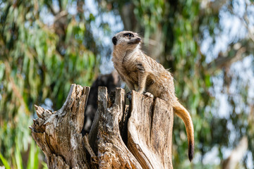 meerkat sitting on tree