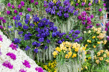 blue flowers in the garden
