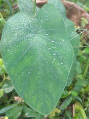 Leaf 