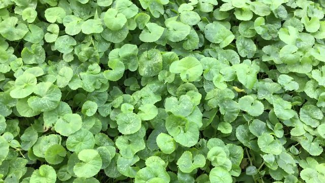 Beautiful background of Centella asiatica, Herbal medicine leaves of Centella asiatica known as gotu kola. Close up Gotu kola leaves. fresh green leaf texture background.