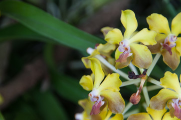 yellow flowers