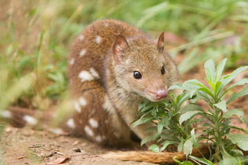 Young Spotted Quoll