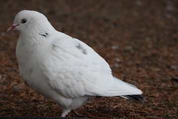 pigeon on a background